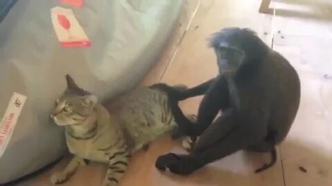 3 кота обезьянка