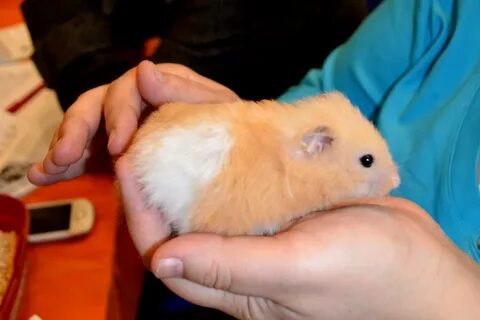 Новый миллион в хомяке