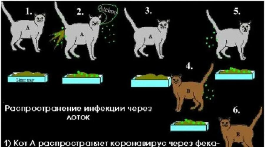 Коронавирус у кота симптомы. Инфекционный перитонит кошек. Как передается коронавирус