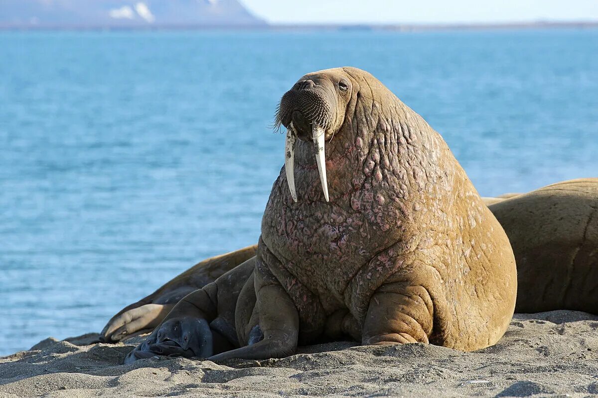 Лаптевский морж. Лаптевский морж. Как зовут моржа. Тихоокеанский морж (odobenus rosmarus divergens). Атлантический подвид моржа.