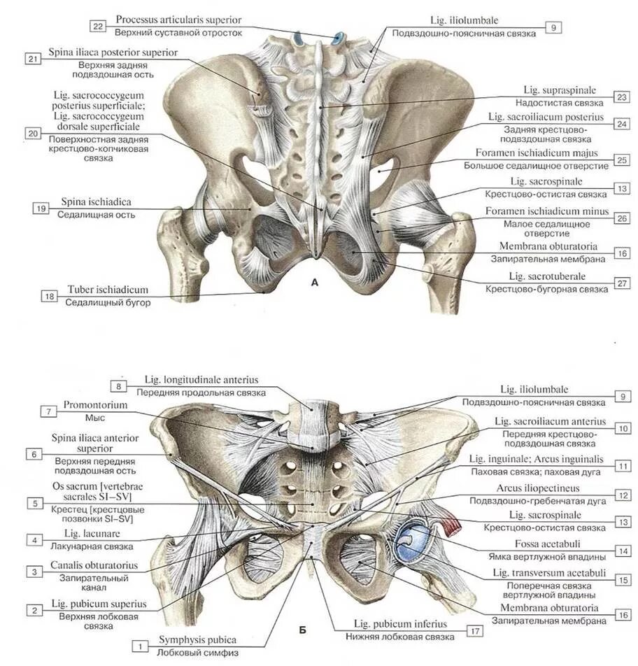 Подвздошная кость нижней конечности. Строение крестцово-подвздошного сустава. Соединение костей пояса нижней конечности и тазобедренного сустава. Соединение крестцово подвздошного сустава.