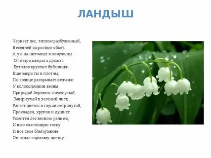 Слова песни я подарю ландыши текст песни