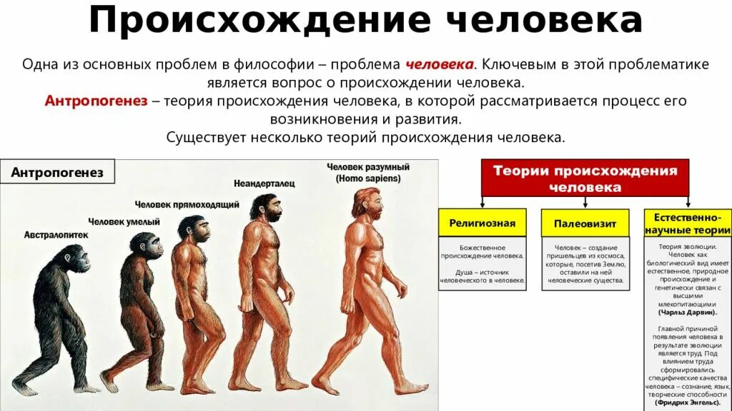 Эволюционное происхождение человека презентация 9 класс пономарева. Эволюция человека хомо сапиенс. Эволюция антропогенеза. Ступени развития человека хомо сапиенс. Происхождение человека Антропогенез этапы эволюции человека.