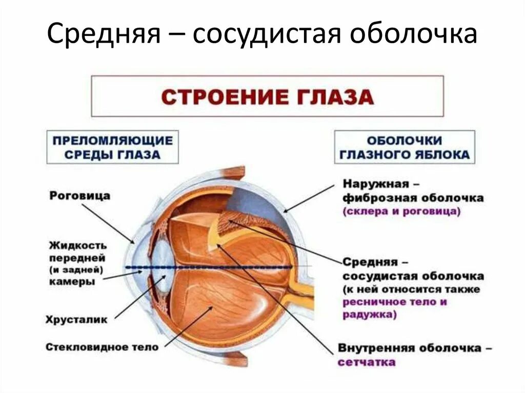 Внутренняя оболочка сосудистая. Наружная оболочкаглазногояблоко. Анатомические структуры органа зрения анатомия. Строение оболочек глазного яблока анатомия. Схема внутреннего строения глаза.