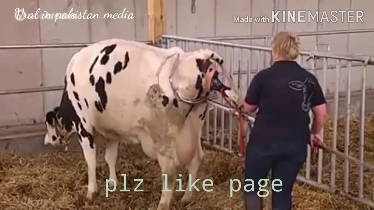 У коровы нет друзей