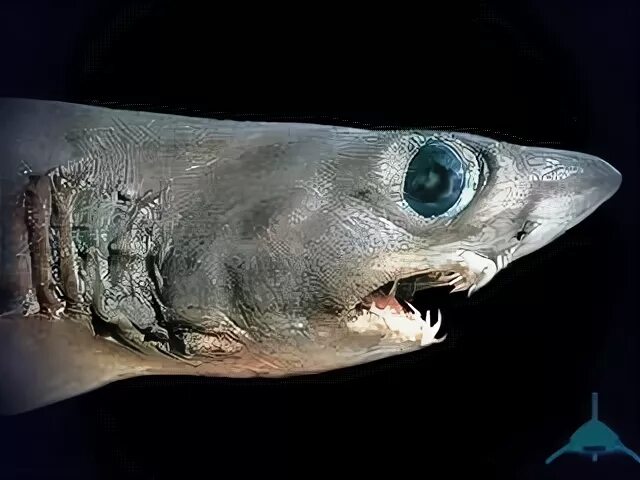 песчаные акулы (род). острозубая песчаная акула. ложно песчаная акула. Carcharhinus sealei. Carcharias taurus.