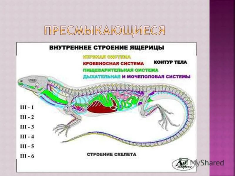 Внутреннее строение прыткой ящерицы. Таблица по биологии 7 класс системы органов пресмыкающихся. Внутреннее строение пресмыкающихся 7 класс. Внутреннее строение пресмыкающихся схема. Внутренне строение пресмыкающих.