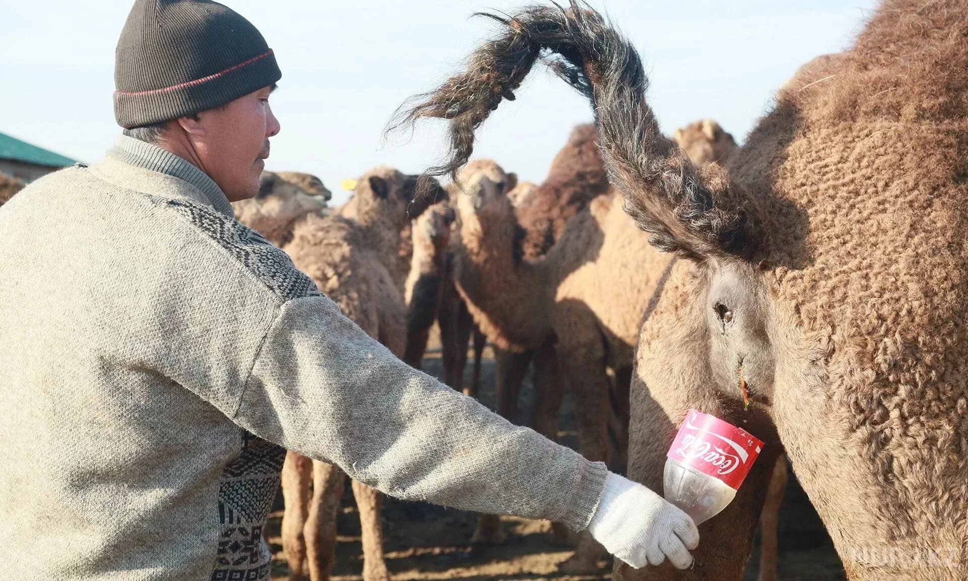 Моча верблюдов. Верблюжья моча. Моча верблюдов. Верблюжье молоко и моча. Хадис о верблюжьей моче.