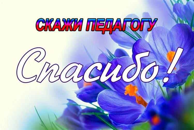 Скажем спасибо школе. Скажи спасибо педагогу акция. Спасибо педагогам. Акция спасибо учителю. Благодарю учителя.