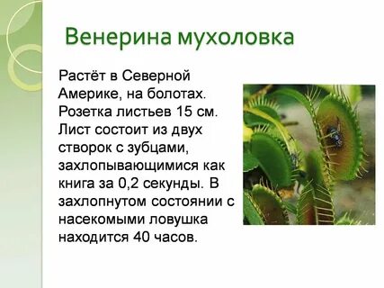 Измерение комнатных растений биология 5