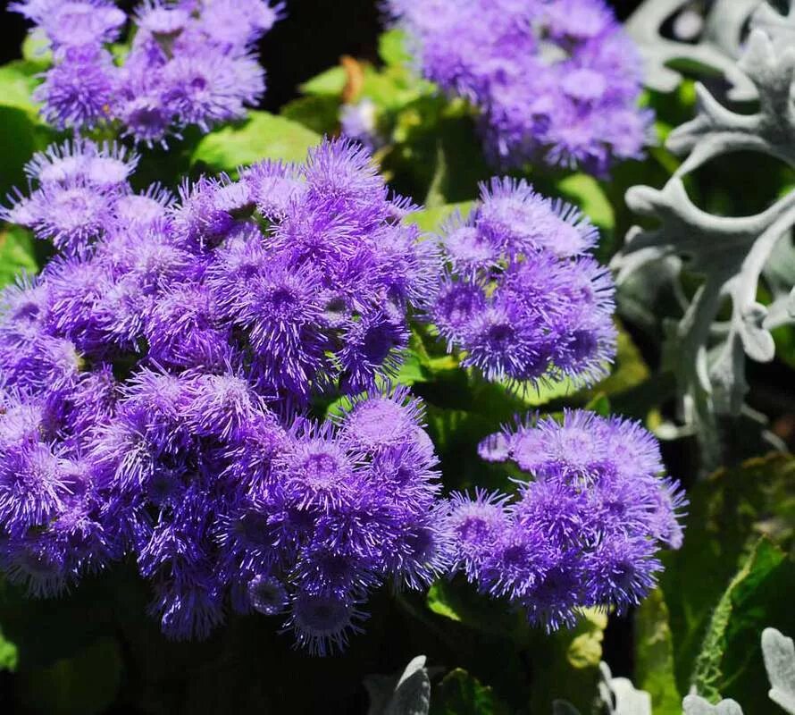 Агератум Хоустона. Агератум Хоустона (Ageratum houstonianum). Агератум Хоустона голубой.