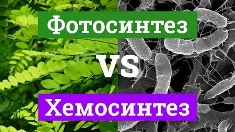 Сравнение ФОТОСИНТЕЗА и ХЕМОСИНТЕЗА: www.espinoinsurance.com