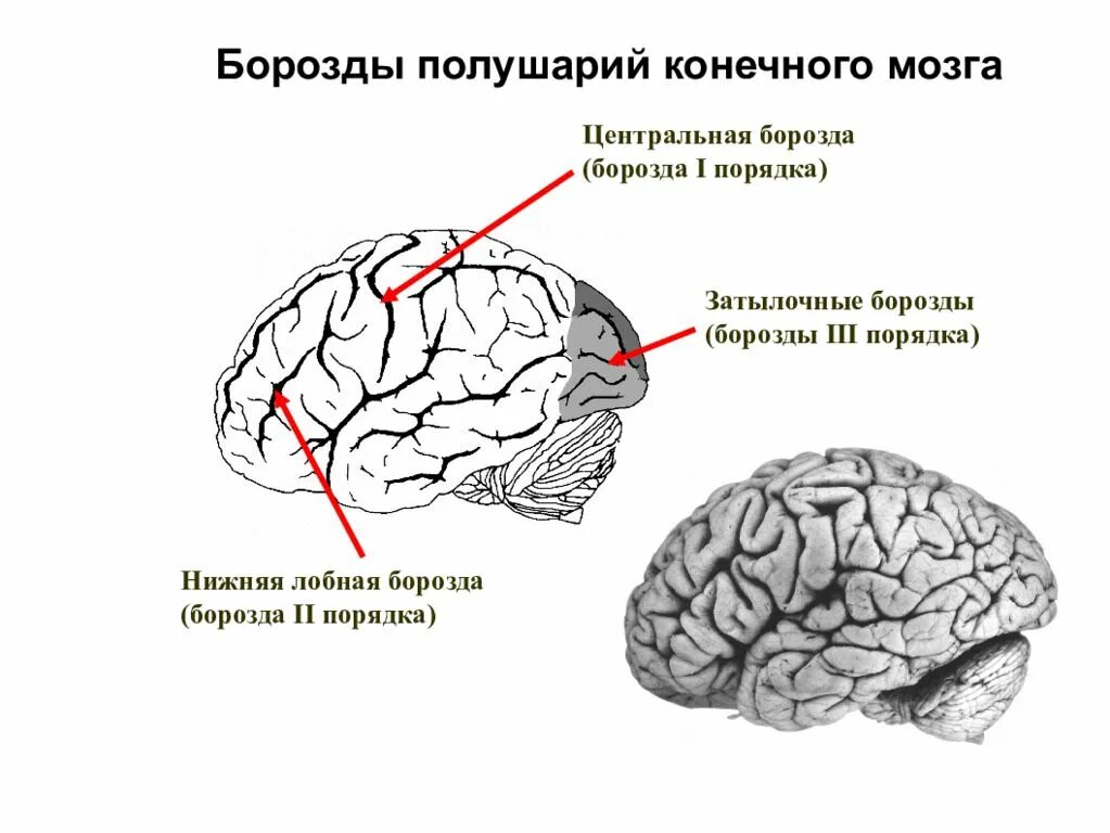 Значение борозд и извилин в головном мозге. Борозды первого порядка, борозды второго порядка,. Борозды ВЕРХНЕЛАТЕРАЛЬНОЙ поверхности головного мозга. Центральная борозда полушария. Полушария головного мозга борозды.