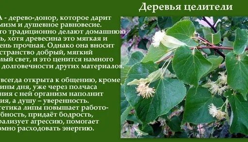 Деревья дают силу. Дерево потребителя. Сосна и человек. Дерево энергии. Дерево жизни.