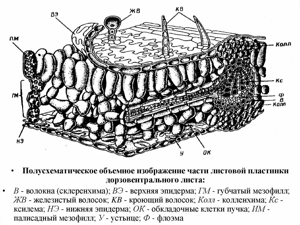 Мезофилл листа клетки. Строение мезофилла листа. Строение среза листовой пластинки. Анатомическое строение листовой пластинки. Внутреннее строение листовой пластинки.