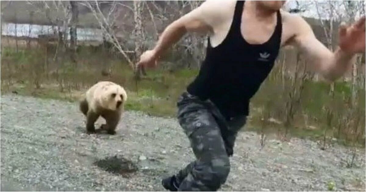 Нападают ли бобры на людей. Нападение медведя на человека. Медвед напал на чалавек. Медведь напал на человека в лесу.