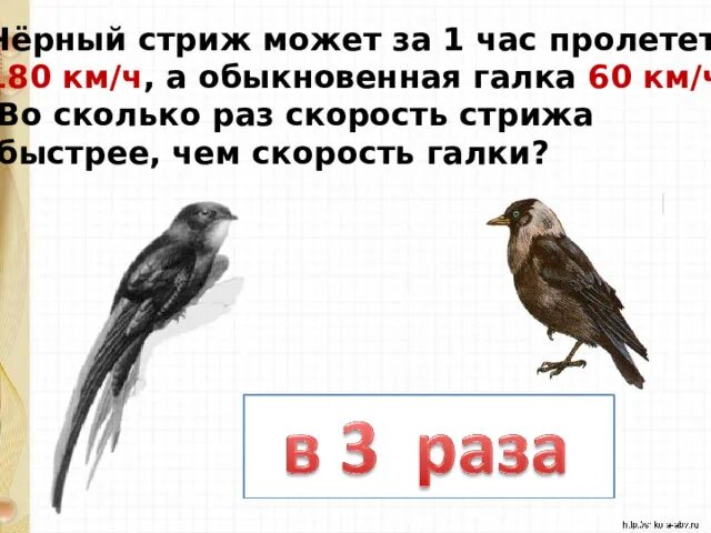 Стриж скорость. Стриж скорость полета. Строение стрижа. Стриж птица скорость полета.