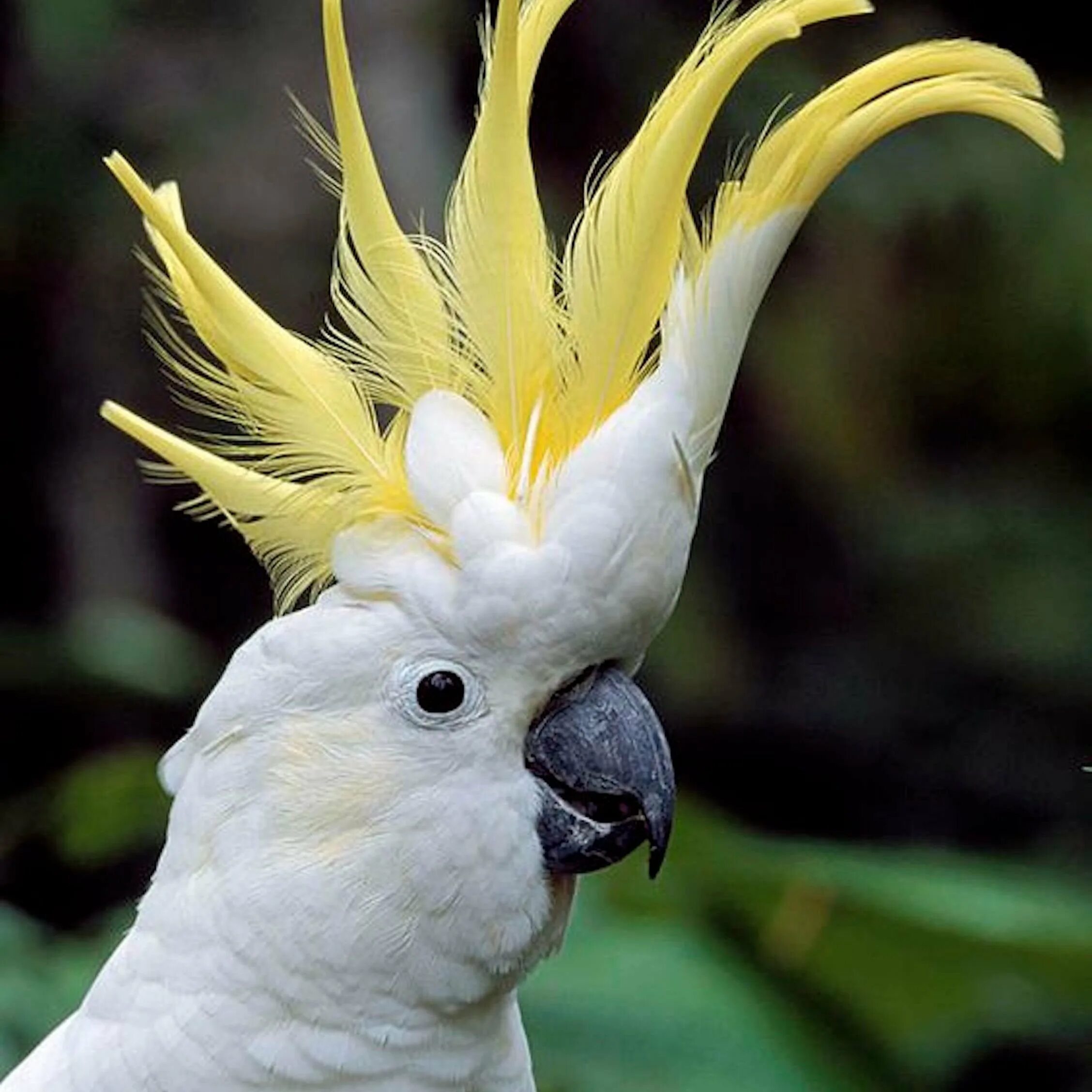 Разноцветное какаду. Попугай Какаду. Попугай Какаду с хохолком. Белый желтохохлый Какаду. Белый попугай Какаду.