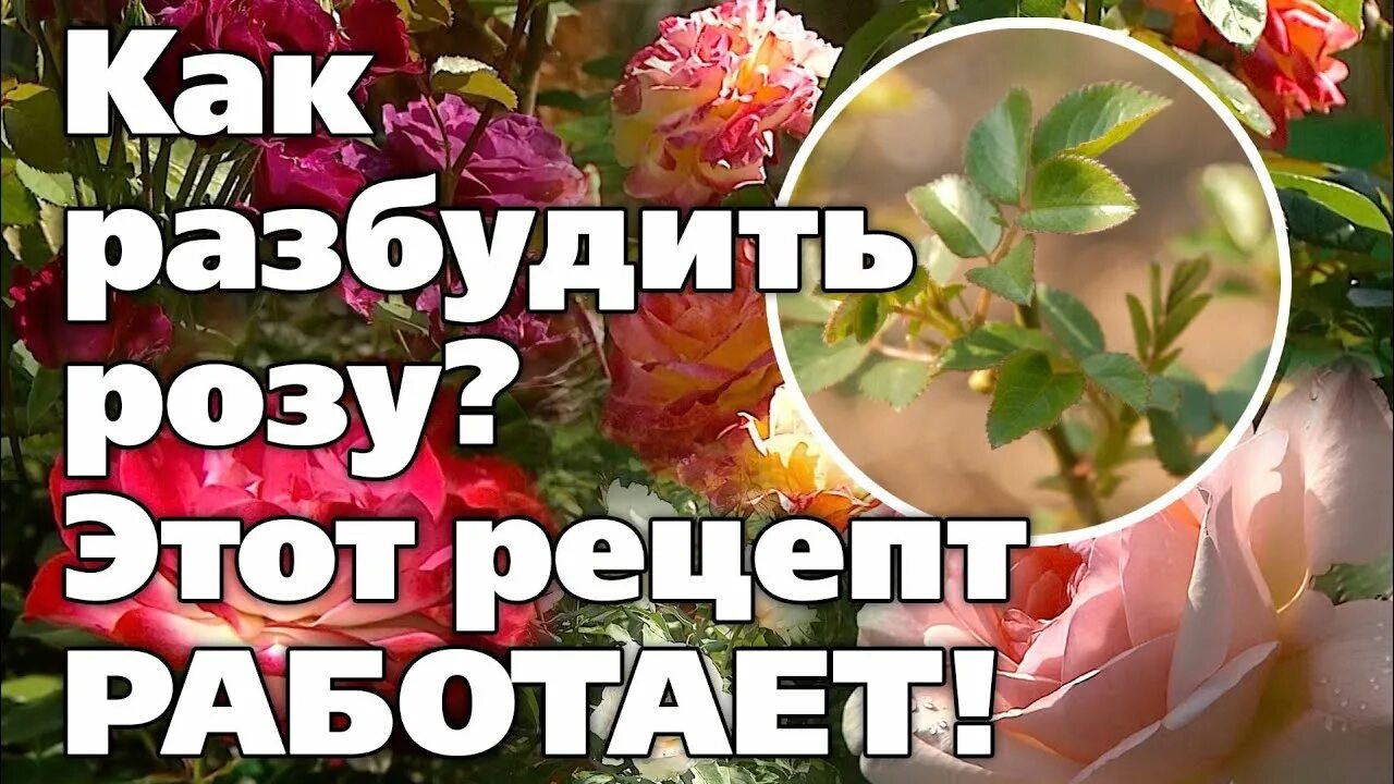 Реанимация роз после зимы сульфат. Реанимация роз после зимы. реанимировать розы после зимы. реанимация роз весной. реанимация роз препараты.