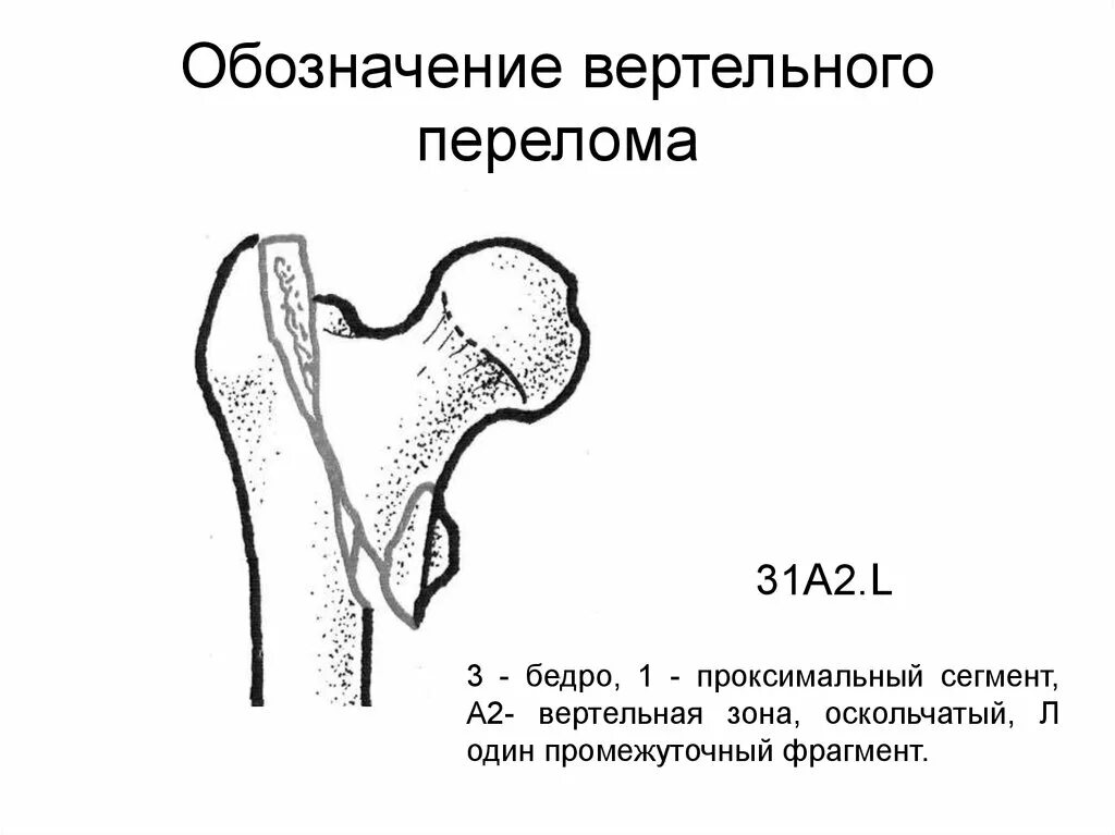 Проксимальный сегмент
