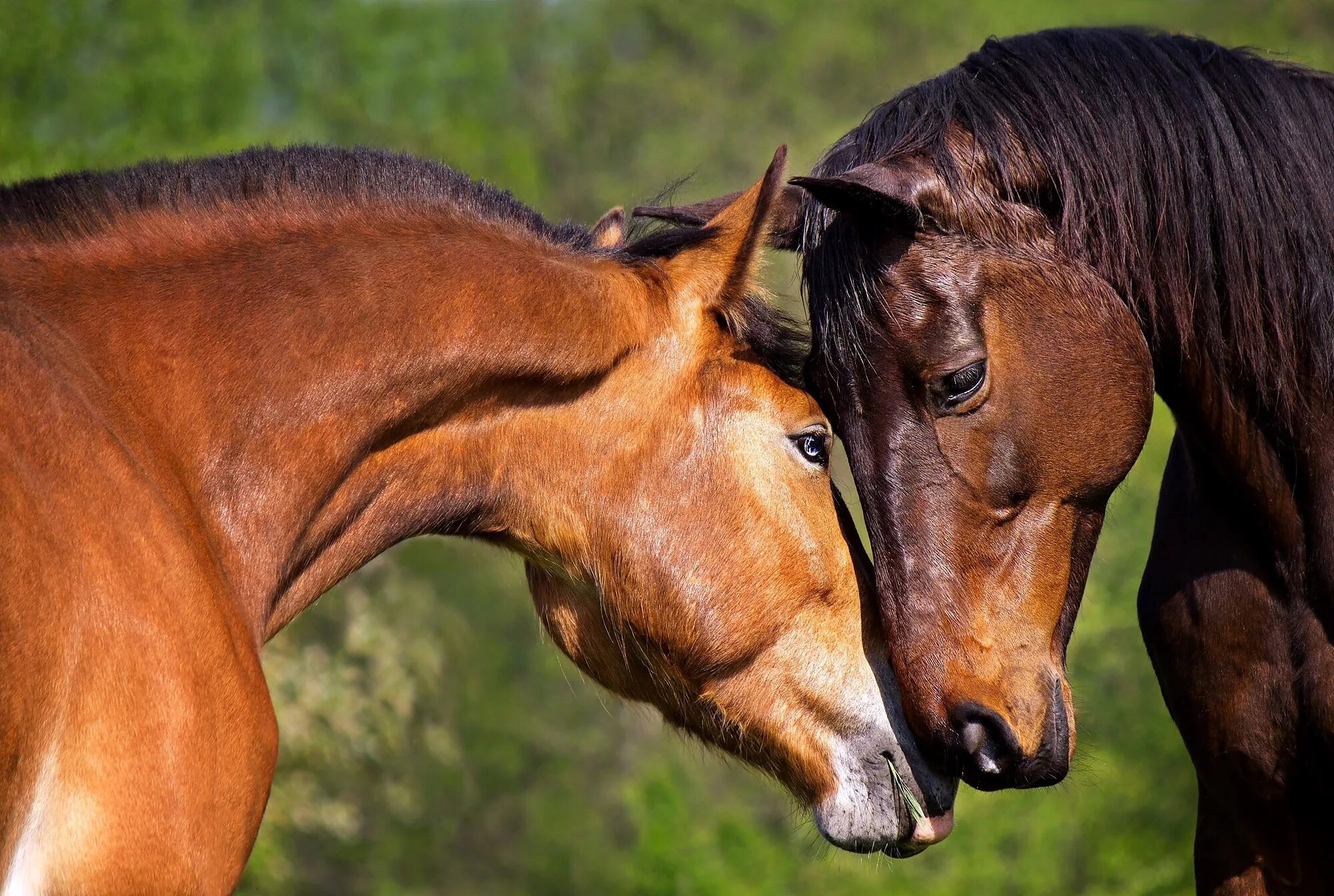 Two horse. Две лошади. Пара лошадей. Красивые лошади. Морда лошади.