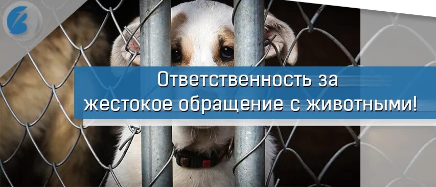 Статья за издевательства животных