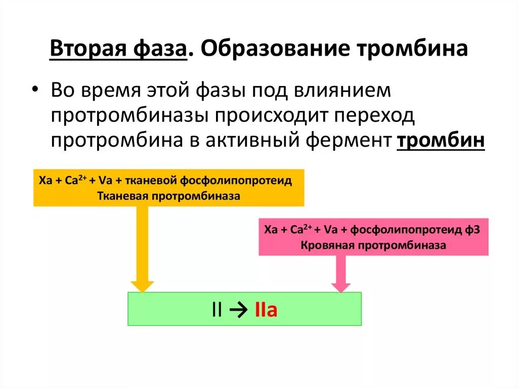 Низкая вторая фаза. Образование тромбина из протромбина. Переход протромбина в тромбин. Переход протромбина в тромбин происходит под влиянием. Схема образования тромбина.