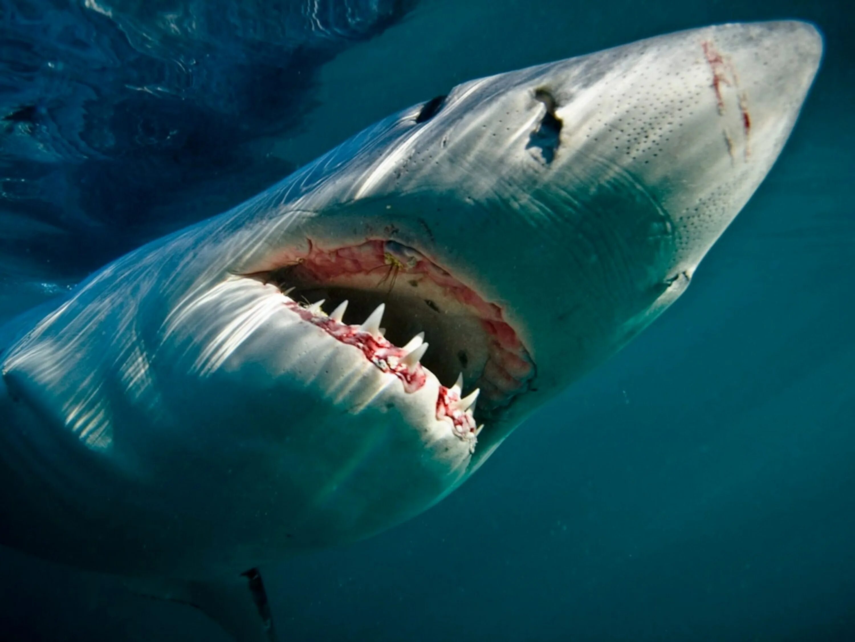 Чернорылая акула. Большая белая акула National Geographic. Большая белая акула 6 метров. Самая большая пасть
