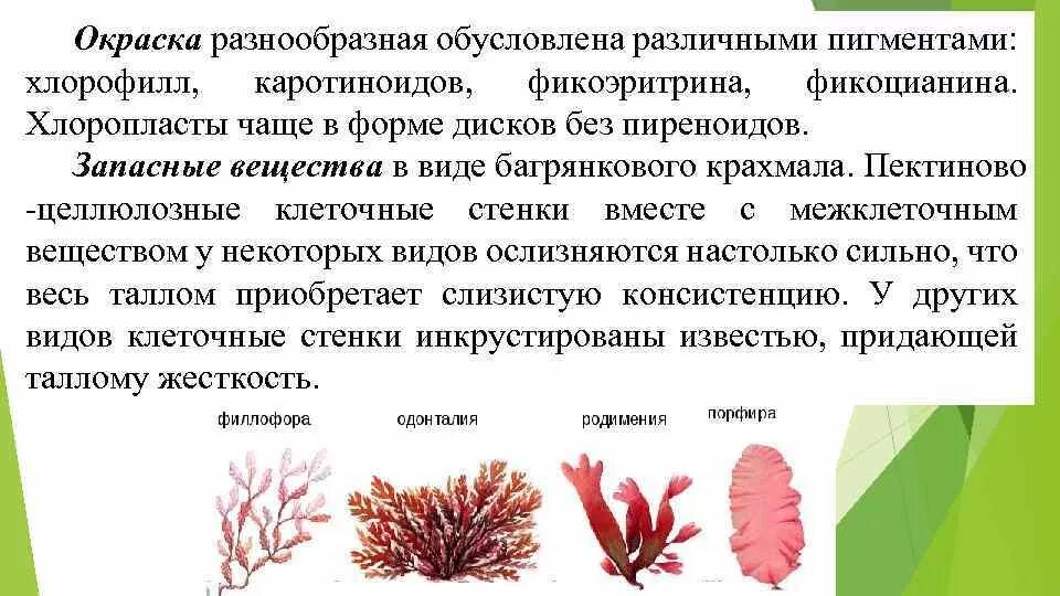 Строение красных водорослей. Строение бурых и красных водорослей. Классификация красных водорослей. Отдел бурые водоросли и отдел красные водоросли.