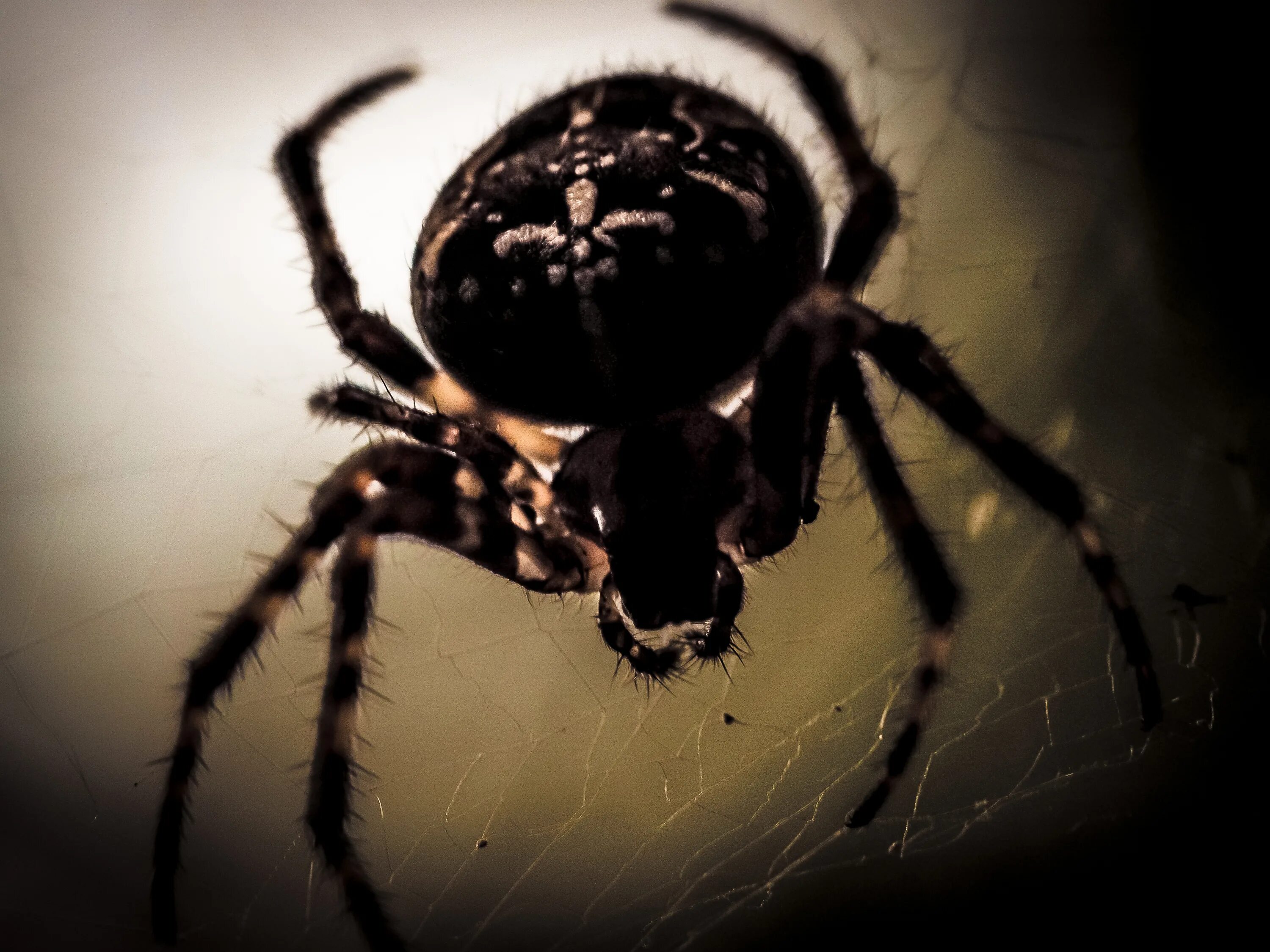 Черный паук хорошо. Тарантул Арахнид. Черный Арахнид паук. Паутина паука тарантула. Красивые паучки.