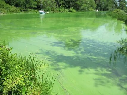 Сине зеленые водоросли в водоемах
