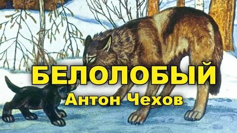 Чехов белолобый читать полностью весь текст