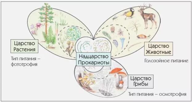 Тест 5 класс организмы тела живой природы. Книжка многообразие живых организмов своими руками. Проект по биологии разнообразие живых организмов. Голозойное питание. Проект по биологии 5 класс на тему разнообразие живых организмов.