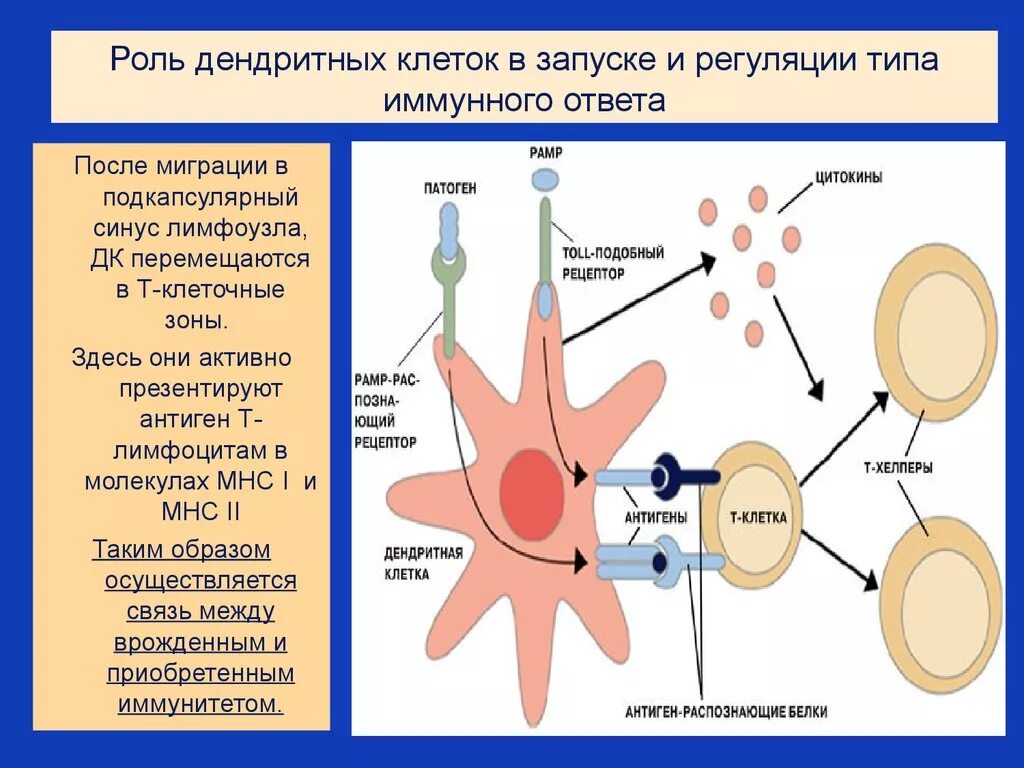 Клетки участвующие в иммунном ответе. Клетки иммунной системы и их функции дендритная клетка. Роль дендритной клетки в иммунном ответе. Дендритные клетки лимфоузлы. Миелоидные дендритные клетки маркеры.