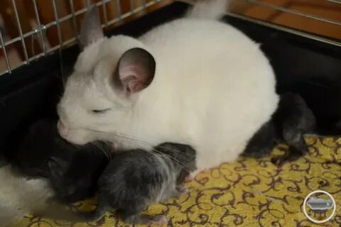 Шиншилла родила
