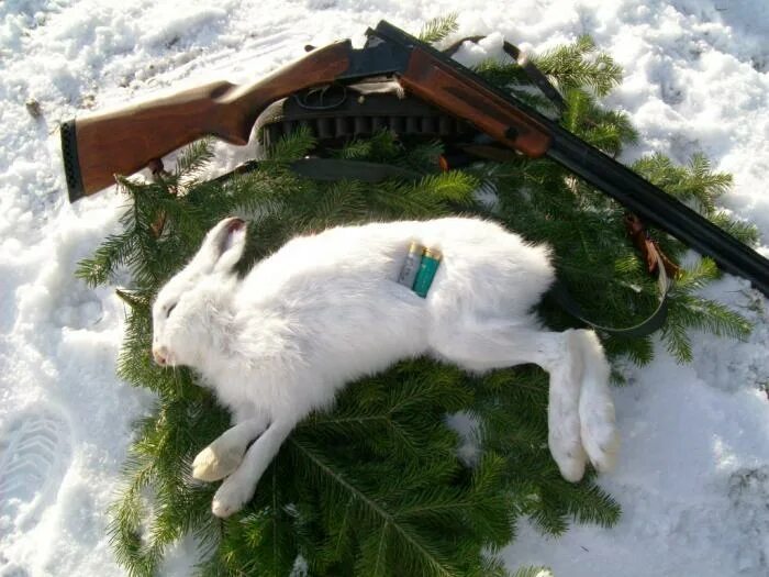 Заяц-русак. Охотничий заяц. Охотничий заяц. Охота на зайца с борзыми «по-зрячему». Охотничий заяц.