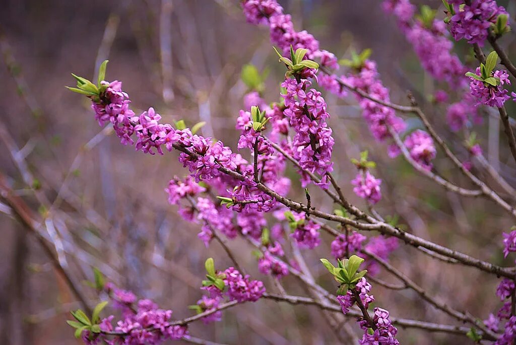 Кустарник цветущий розовыми цветами ранней весной. Волчье лыко. Волчье лыко (Волчеягодник). Волчеягодник обыкновенный, Волчье лыко - Daphne mezereum. Волчье лыко цветение.
