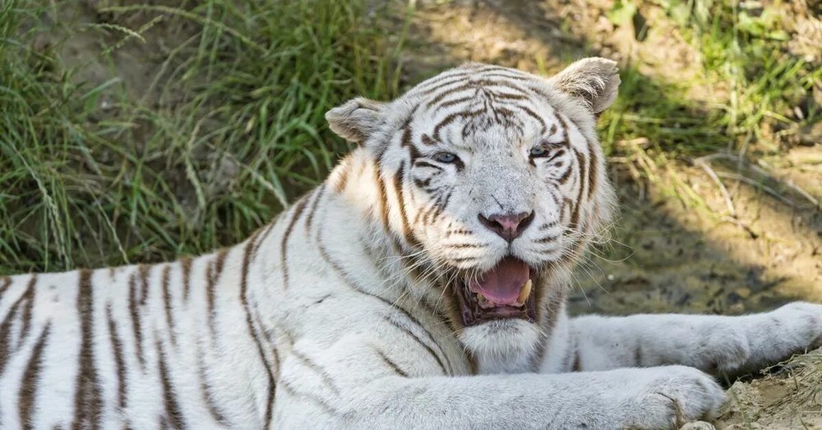 Живут белые тигры. Бенгальский тигр альбинос. Белый тигр и бенгальский тигр. Белый тигр фото. Горные тигры белые.