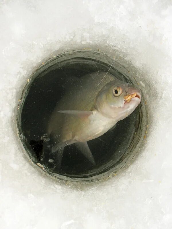 Ловля леща зимой. Рыбалка густера зимой. Зимняя удочка на леща. Ловля леща зимой со льда видео 2019. Ловля леща зимой со льда.