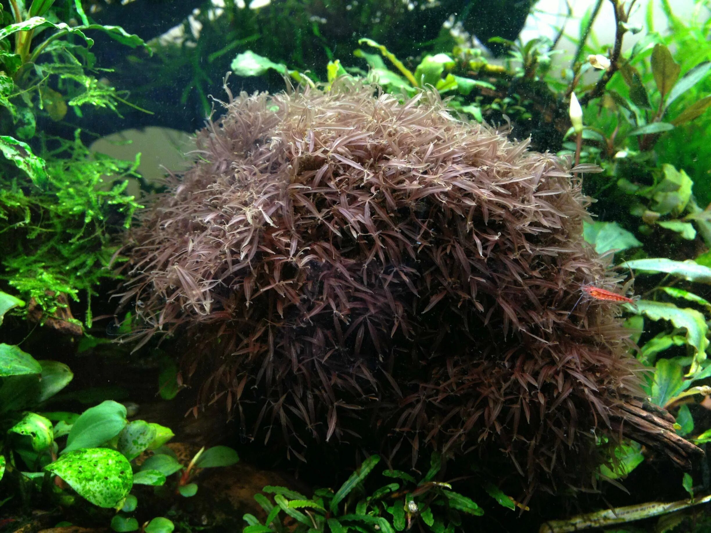 Темные водоросли. Калоглосса (Caloglossa beccarii). Красный мох калоглосса. Водоросль калоглосса. Красная водоросль калоглосса.