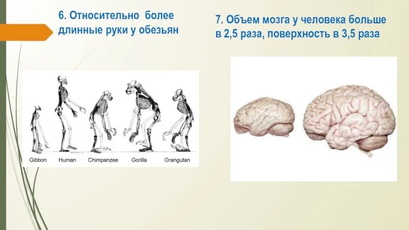 Какой мозг у приматов. Объем мозга. Объем мозга человека. Объем мозга современного человека. Объем мозга по расам.