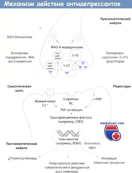 Механизм действия антидепрессантов схема. Механизм дейтвияантидепрессантов. Основные механизмы действия антидепрессантов. Механизм действия трициклических антидепрессантов.