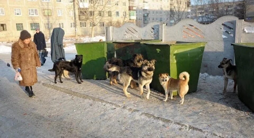 Безнадзорные собаки Кызыл. Бродячие собаки. Стая собак. Бездомные дворовые собаки.