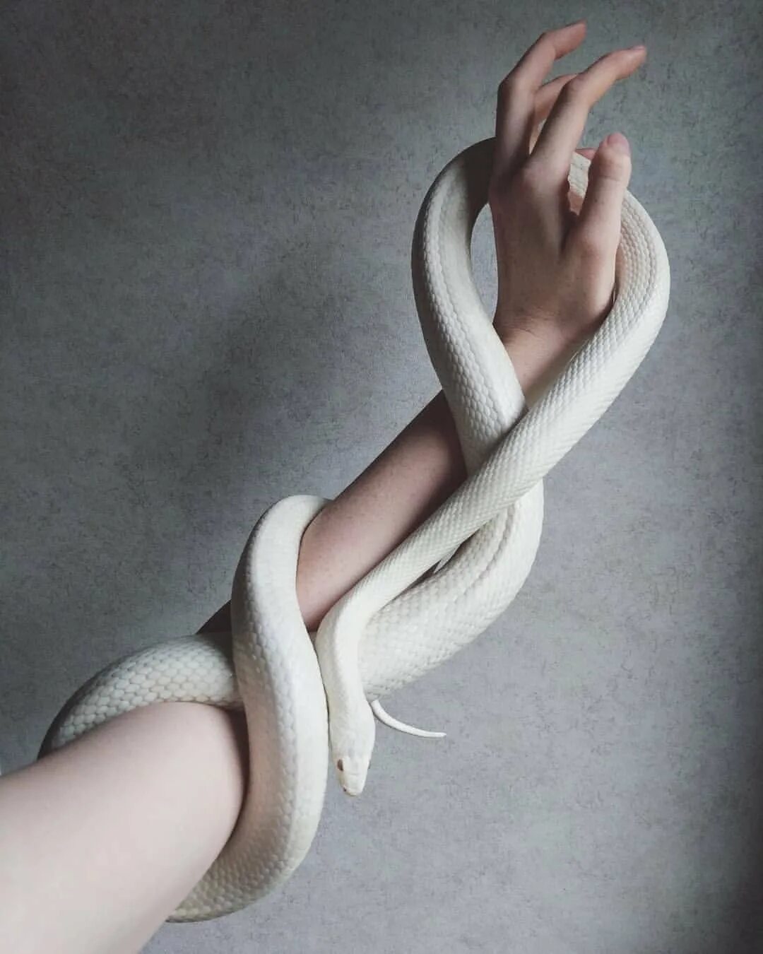 Сон змея обвивает. Змея Эстетика. Змея обвивает руку. Белая змея Эстетика. Красивые домашние змеи.