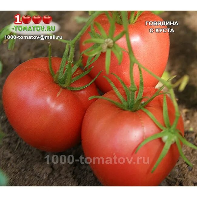 говядина с томатами. томат говядина с куста. сорт помидор говядина с куста. говядина с куста томат описание. шоколадины говядины помидоры.