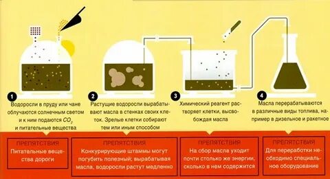 Разделение основных пигментов из экстракта