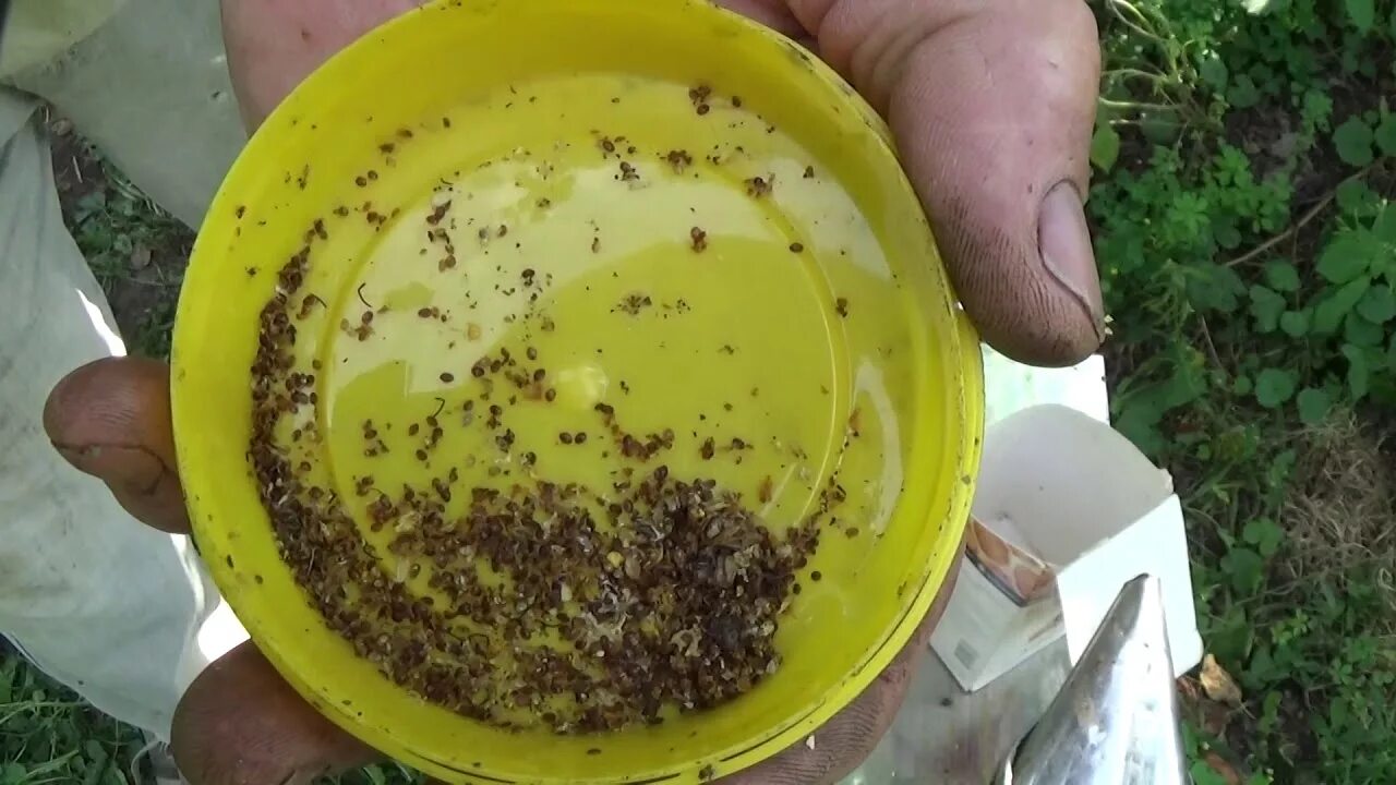 Когда обрабатывать пчел от клеща. Пчелиный клещ варроа. клещи на пчелах. клещи в ульях. клещ в улье пчёл.