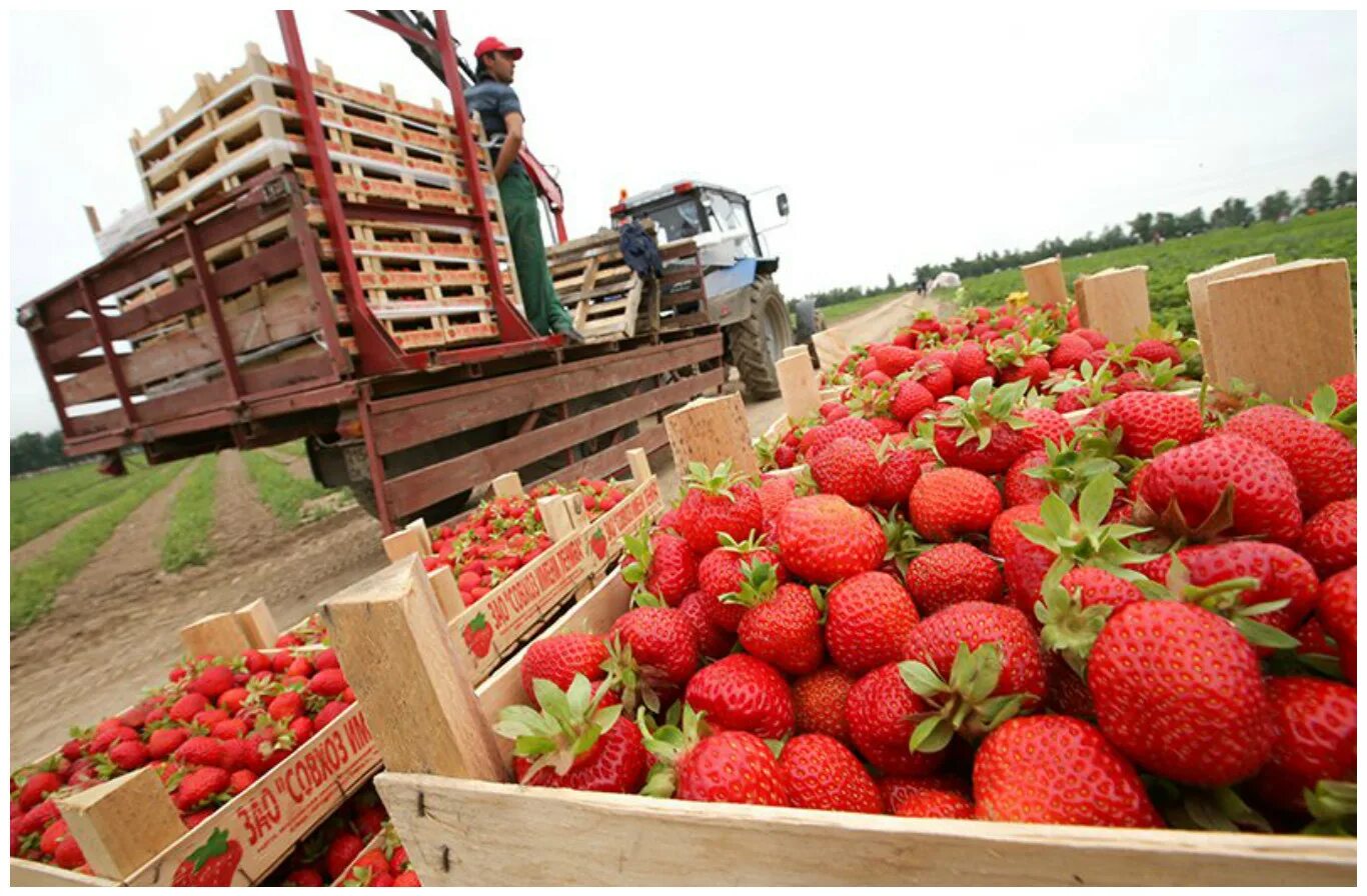 Зао совхоз имени ленина поля. Фермеры клубники. Клубничный фермер. Фермер с клубникой. Сборщик ягод.