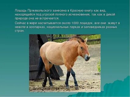 Где живет коне