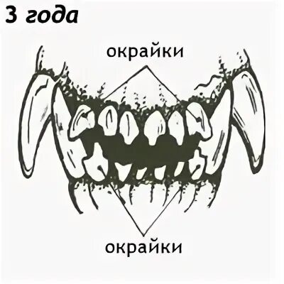 Как называются зубы у собак. Зубы собаки название. зубы собаки схема.